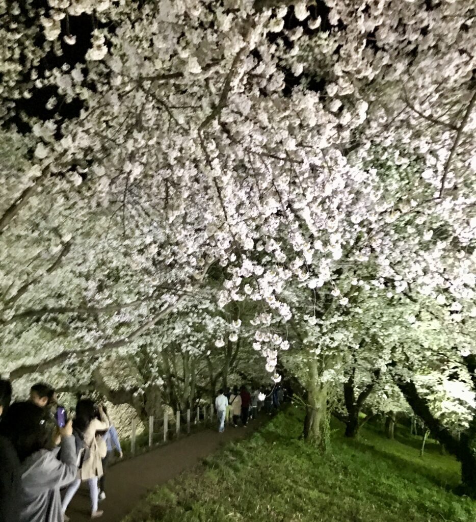霞城公園 夜桜