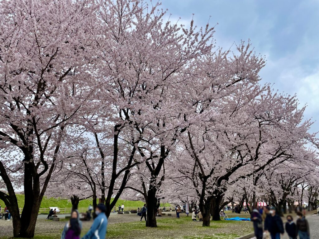 霞城公園 桜
