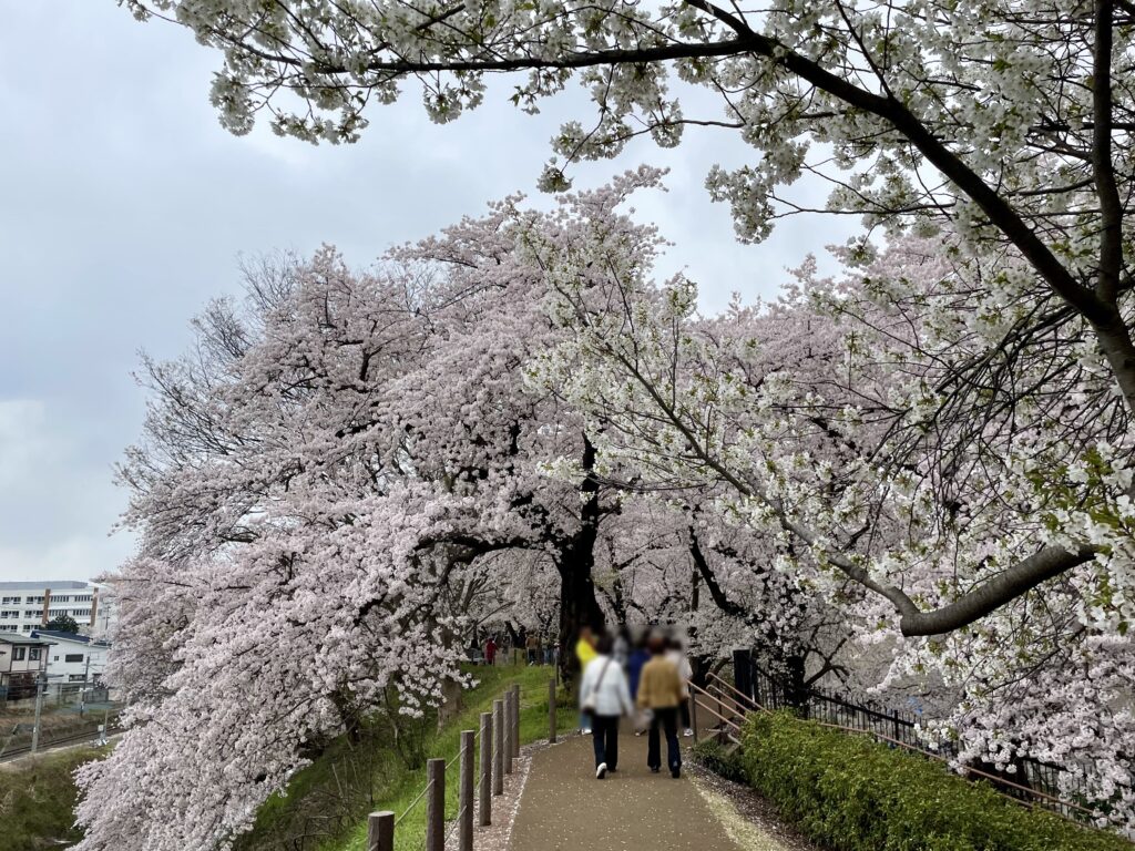 桜のトンネル1